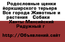 Родословные щенки йоркширского терьера - Все города Животные и растения » Собаки   . Ханты-Мансийский,Радужный г.